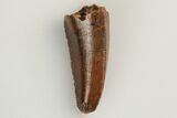 Serrated, Raptor Tooth - Feeding Worn Tip #193054-1